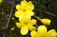 如何區分迎春花和連翹花？