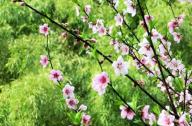 如何區分桃花和杏花？
