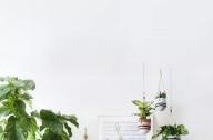 家庭綠植如何擺放更出彩？