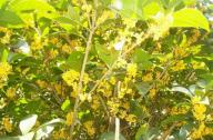 園林植物桂花的產地、形態以及園林用途