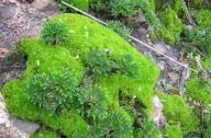 “石頭植物”的名稱是怎么得來的？