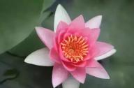 為什么千年古蓮能開花？