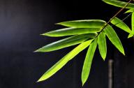 選擇園林植物時，如何巧妙利用植物的五行屬性？