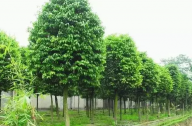?？诩爸苓叺貐^植物群落示例