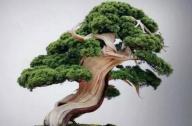 盆景七大類，你都知道嗎？