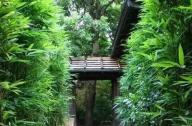 竹子造景手法設計