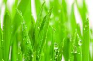 隔音植物有哪些？不易燃燒的植物有哪些？