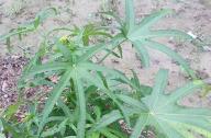 合軸叢生竹類植物有哪些？