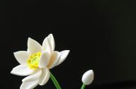 如何栽植碗蓮？