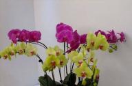 年宵花：蝴蝶蘭選購與養護