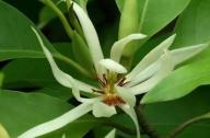 治療咳嗽的植物：白蘭花、丁香、藿香